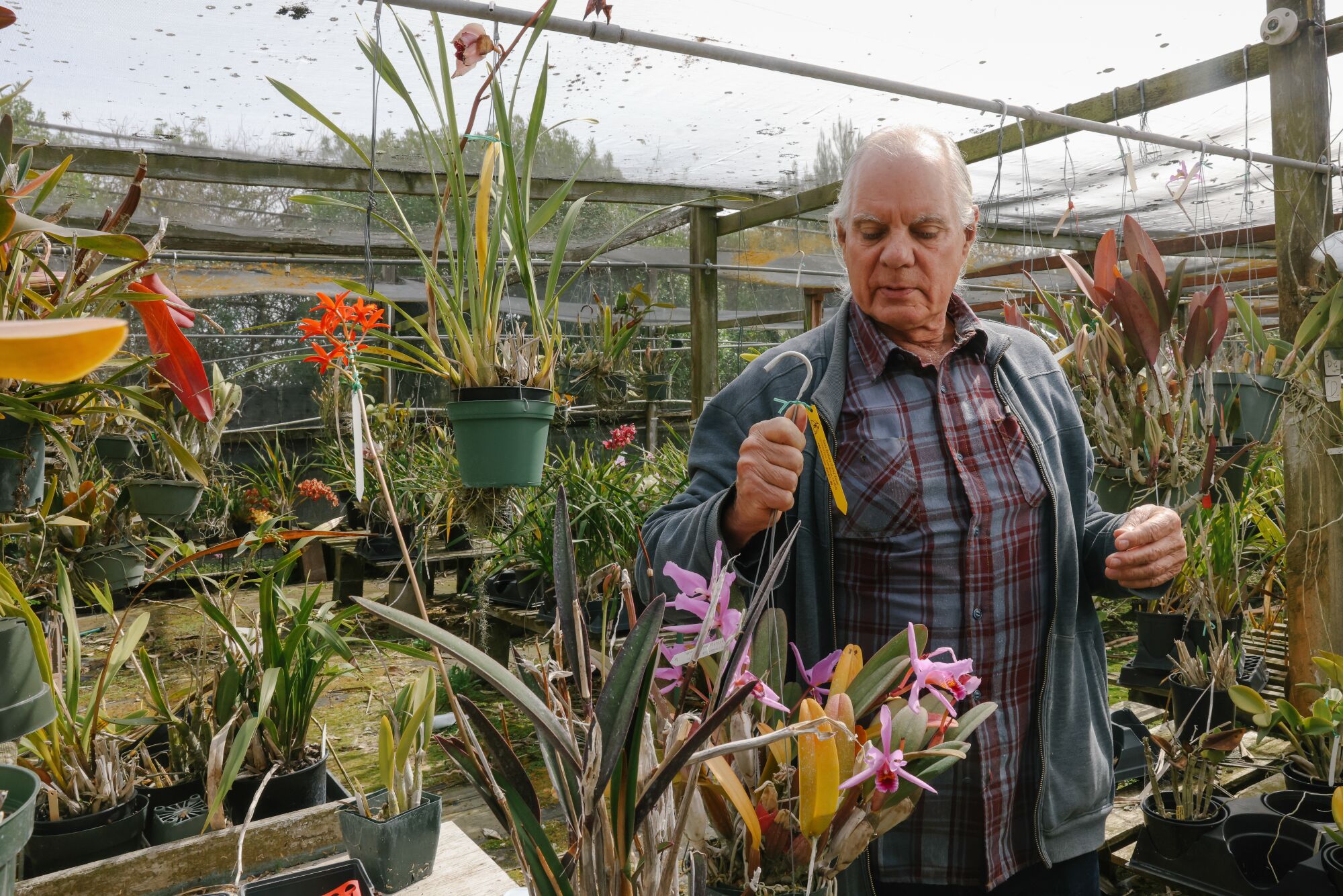 A man holds onto an orchid plant