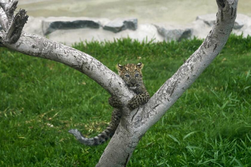 Photographed from behind a glass, a leopard cub climbs a tree at the Park of Legends Zoo in Lima, Peru, Wednesday, Oct. 4, 2023. A pair of three-month-old male and female leopard cub siblings, who are yet to be named, were presented to the public. (AP Photo/Martin Mejia)