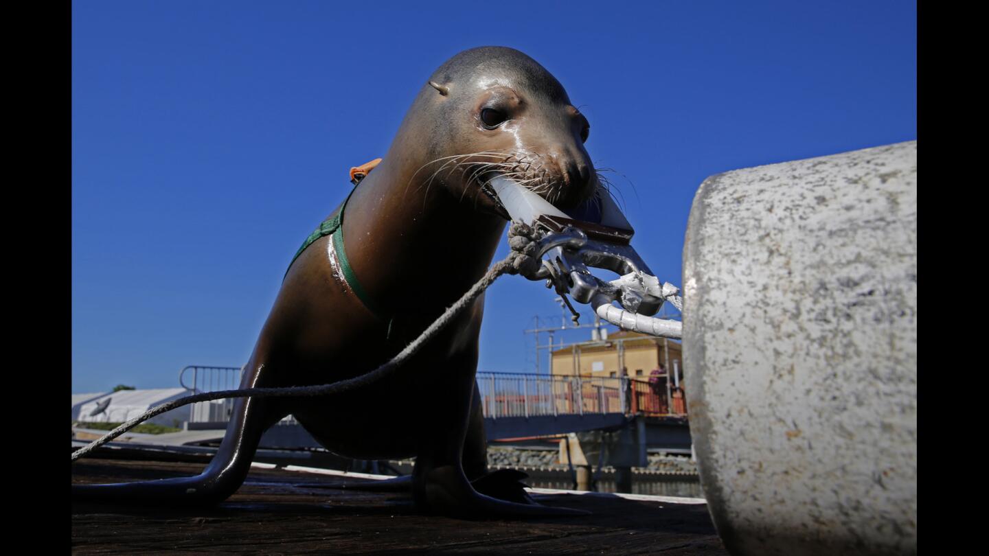 A trained California sea lion practices attaching a clamp to a simulated mine on a dock in San Diego.