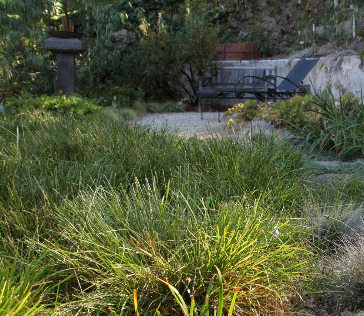 FormLA founder and garden designer Cassy Aoyagi recommends dune sedge as a lawn substitute. The plant is a California native that mimics the look of traditional turf grass but requires 50% to 70% less water.