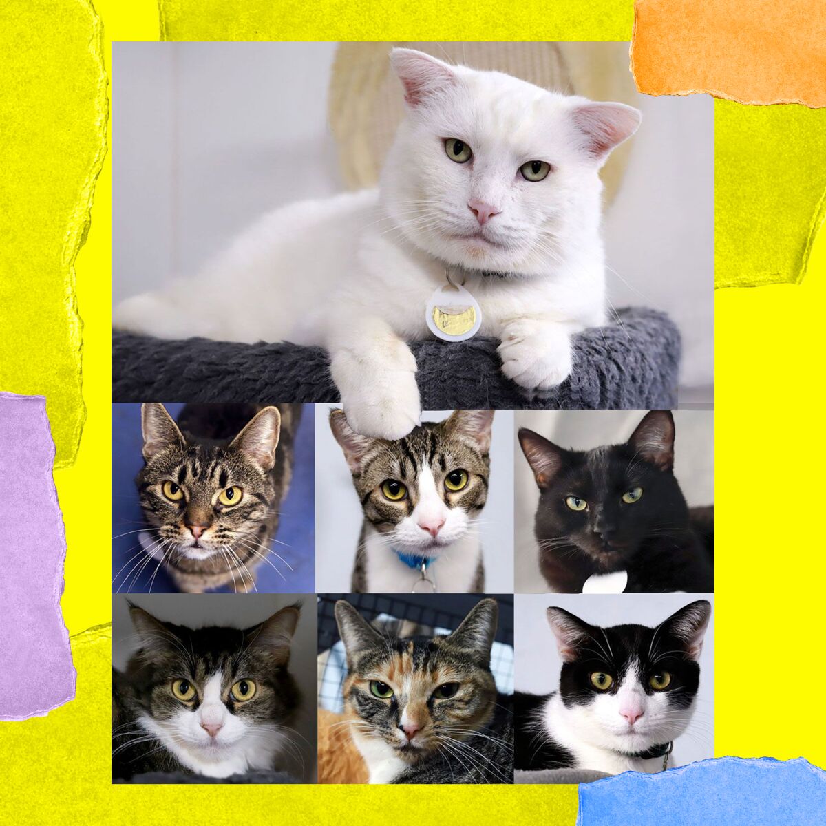 Photo illustration with seven pictures of cats 