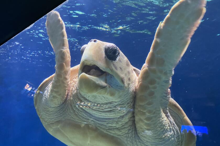 Birch Aquarium will celebrate the fifth anniversary of housing this rescued Loggerhead sea turtle with a 'Turtle-versary,' including crafts, sea-turtle science and family-friendly activities 11 a.m.-3 p.m. Jan. 11-12.