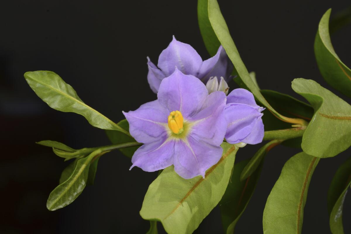 A flower from a shrub known as marrón bacora.