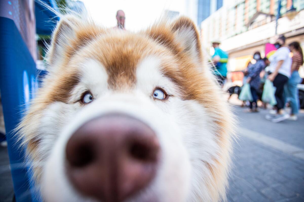 A picture of a dog's nose.