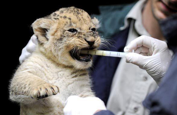 Lion cub, Germany