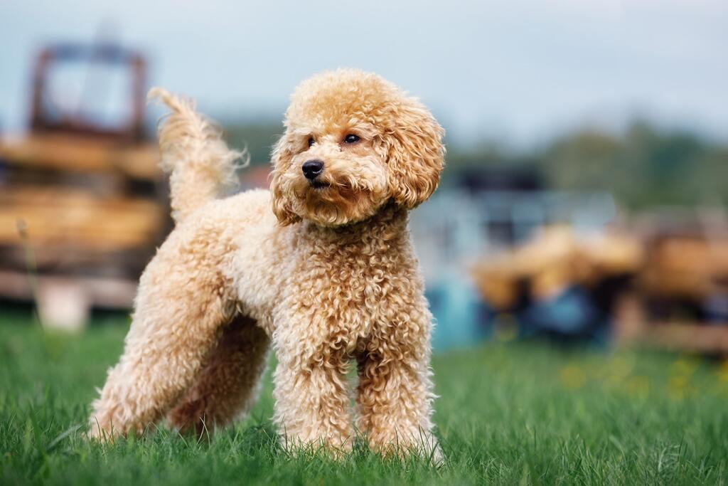 Top 10 Smartest Dog Breeds Known for Obedience and Training - Los ...