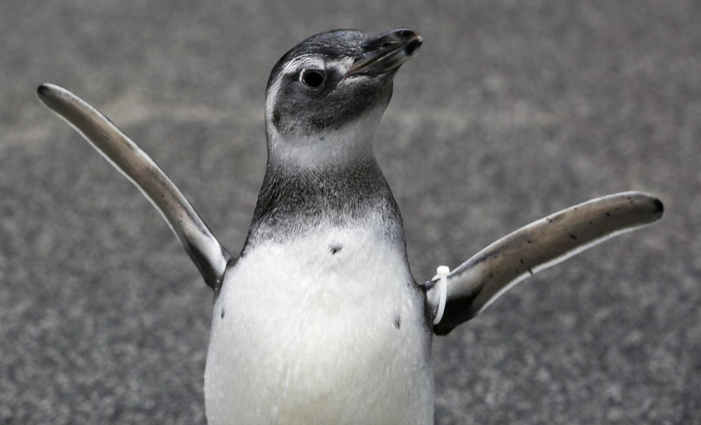 One of the two male Magellanic penguin chicks that was hatched at the Aquarium of the Pacific in Long Beach flaps his wings before joining the rest of the penguins in the June Keyes Penguin Habitat on Thursday.