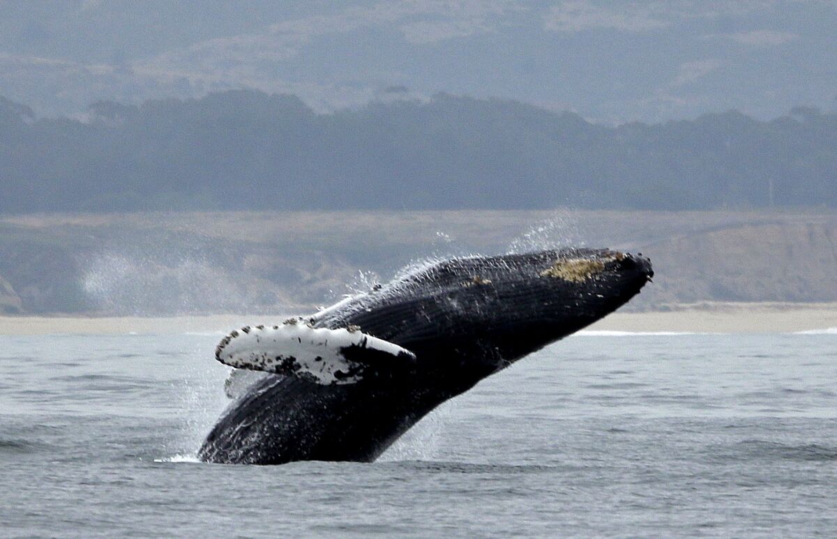 FILE - A humpback whale breeches off Half Moon Bay, Calif., on Monday, Aug. 7, 2017. The start of the commercial Dungeness crab season will be delayed for some areas of Northern California for the third year in a row to protect whales and sea turtles from becoming entangled in trap and buoy lines. (AP Photo/Eric Risberg, File)
