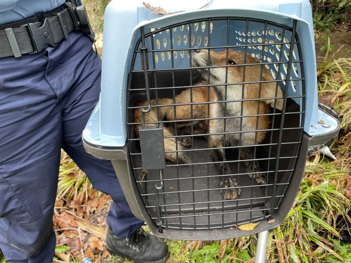 An officer holds a pet carrier containing a fox