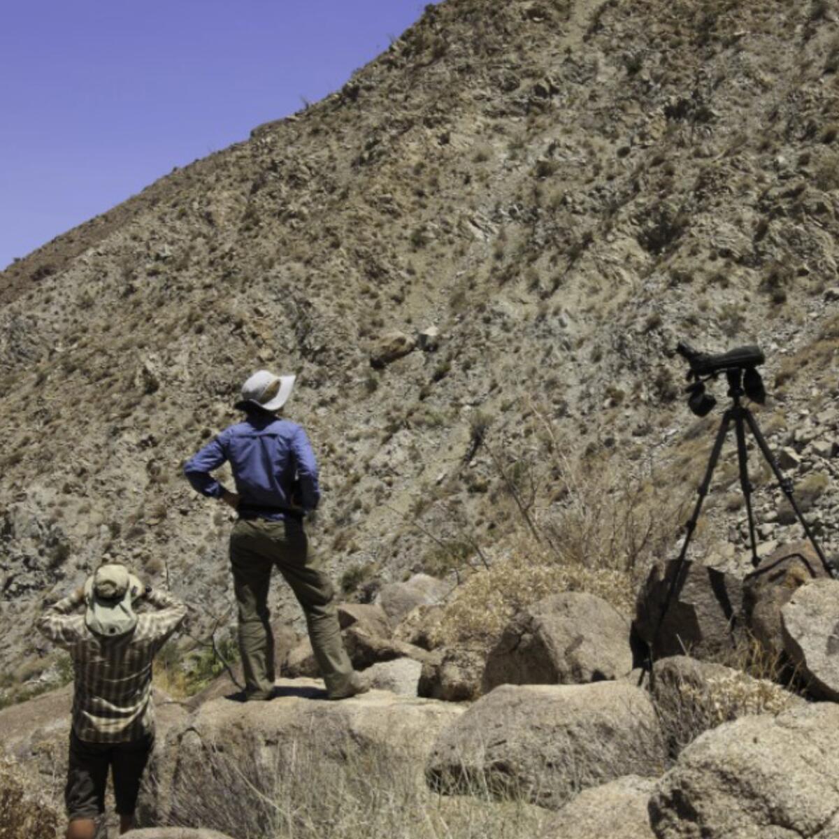 Observers look for sheep in the Lower Hellhole in Anza-Borrego Desert State Park. 