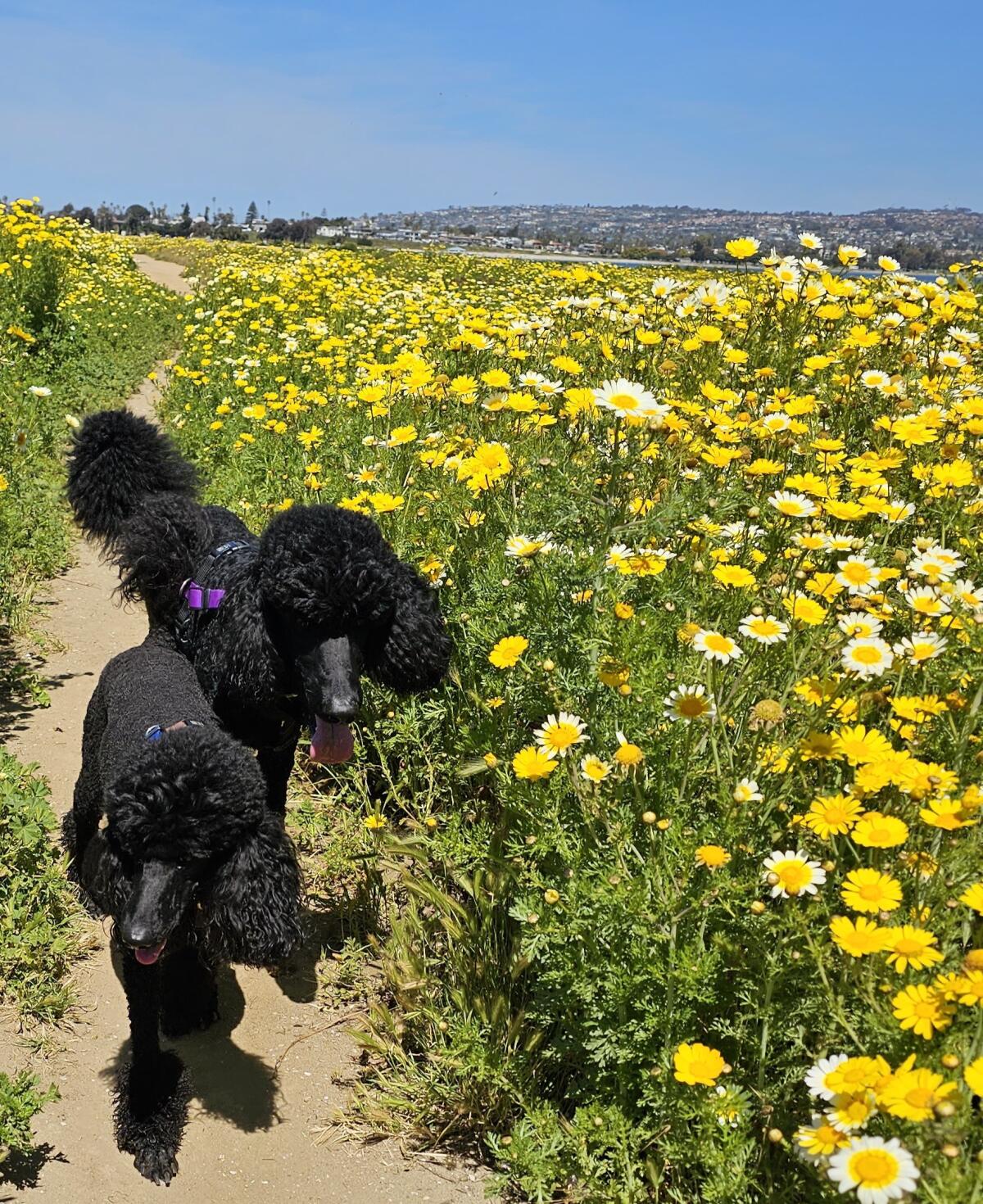 Miranda Alexander's pups, Rosie Toes and Crispin G, enjoy the recent wildflower bloom on Fiesta Island.