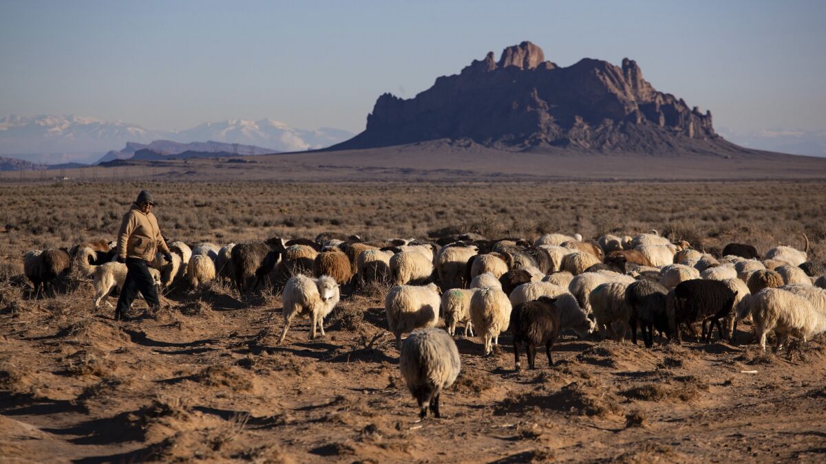 Irene Bennalley walks her herd of Navajo-Churro sheep out to grazing land where extreme drought has gripped the Four Corners region near Two Grey Hills, New Mexico.