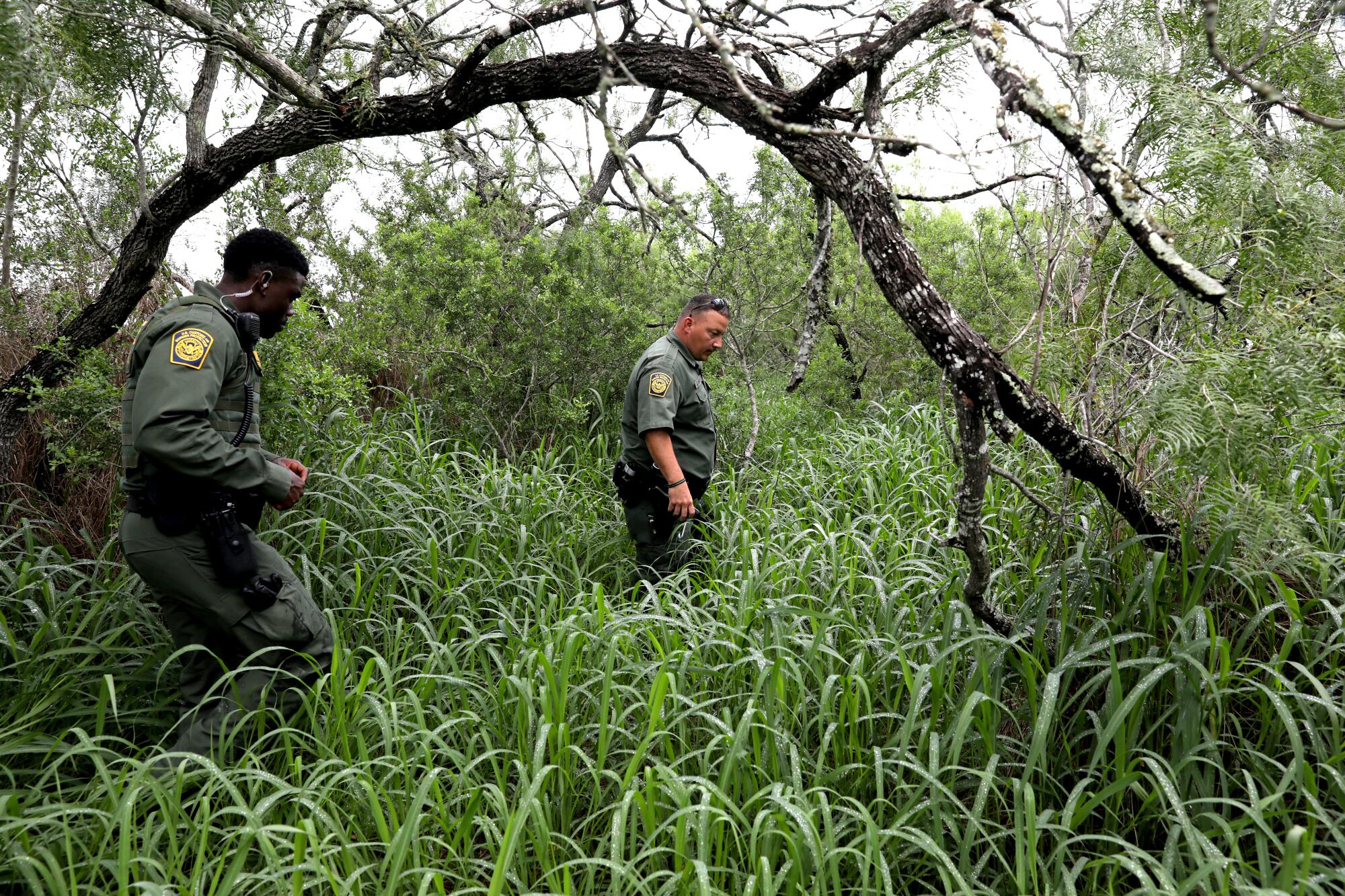 Two border agents walk in tall grass.