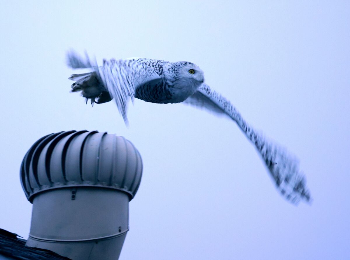 A snowy owl flies off the roof of a home on the 11600 block of Onyx Street in Cypress on Friday.