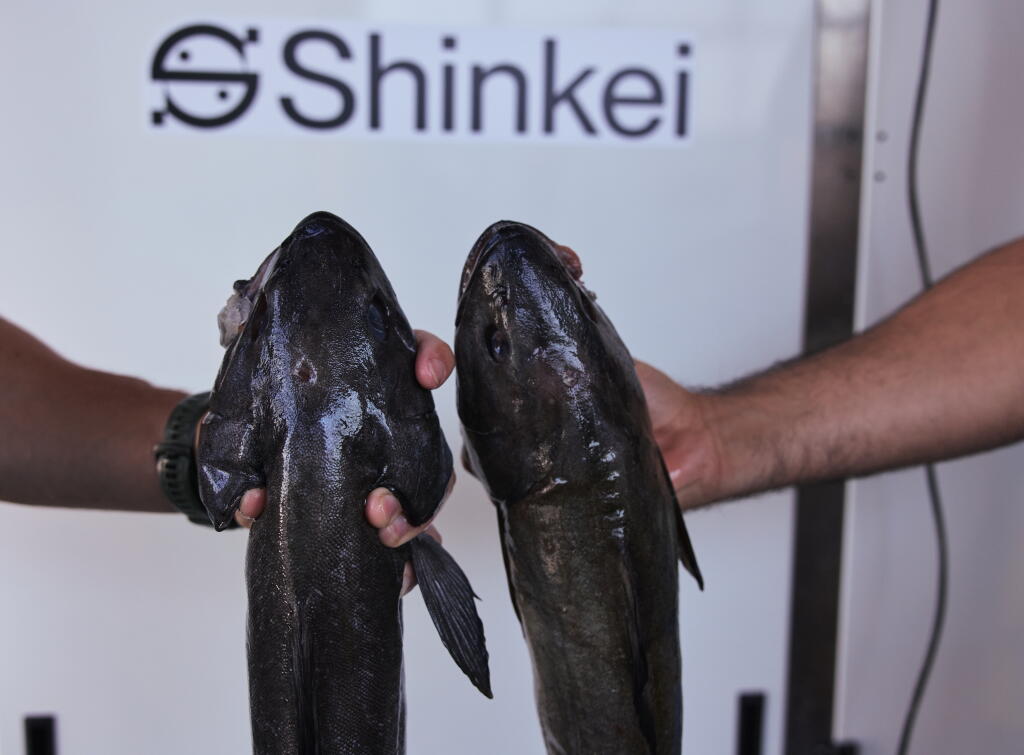 Cod Sit This robot uses Japanese tradition and AI for sashimi that lasts longer ...