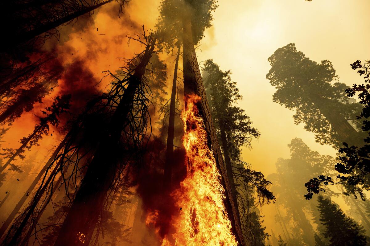 Flames lick at a tree as the Windy fire burns in the Trail of 100 Giants grove in Sequoia National Forest.