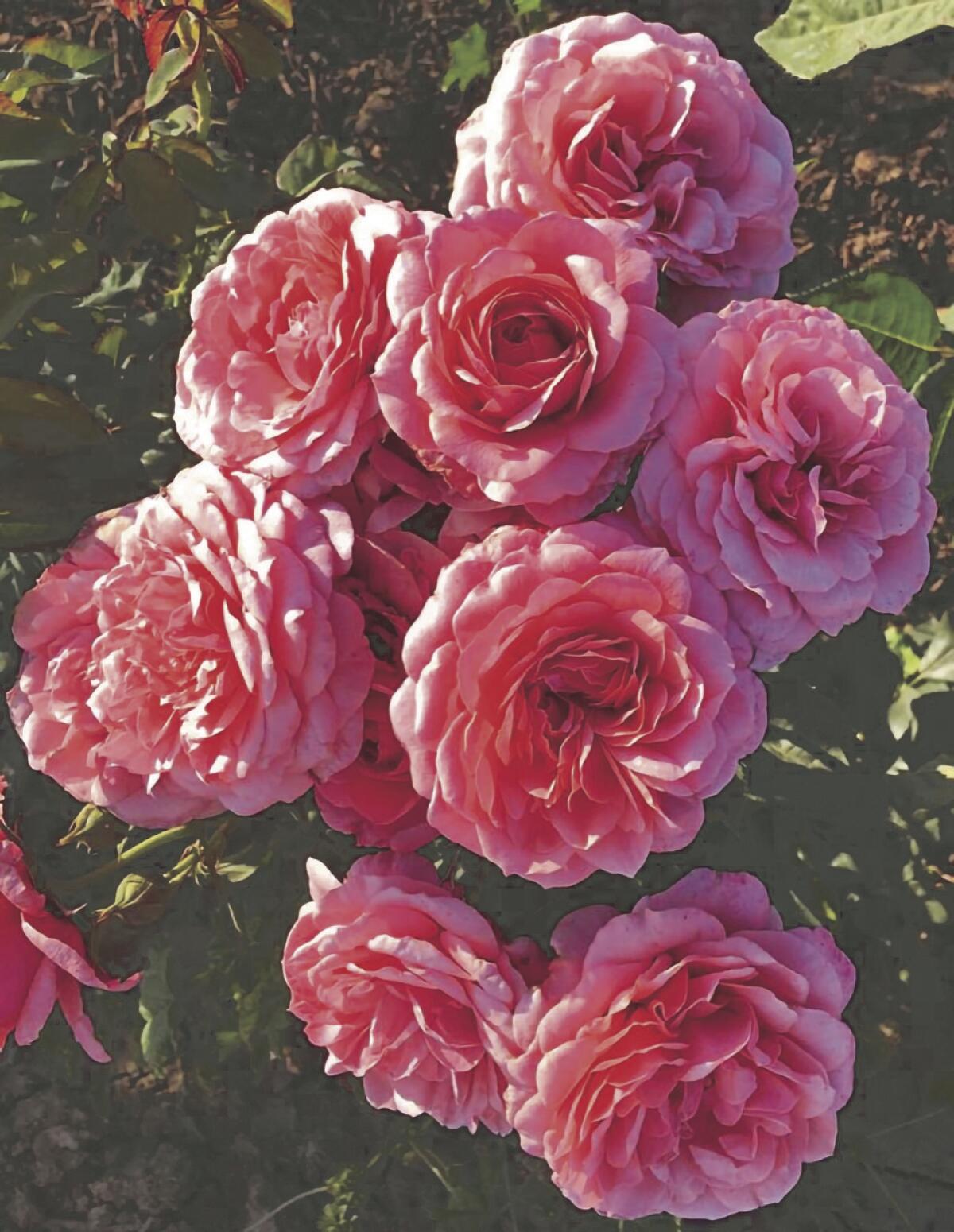 ‘Uptown Girl’ has old-fashioned, warm coral-pink blooms with a deep, orange-toned interior.