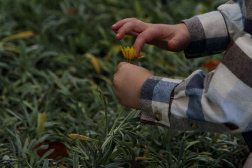 A blood pressure drug may offer hopes of reversing hyperactive brain cell firing among those with autism spectrum disorder, a study in mice found. Here, a child with autism spectrum disorder touches a flower during a therapy session in 2011.