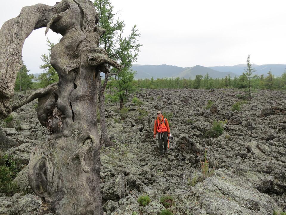 An ancient tree grows in a lava field in central Mongolia.