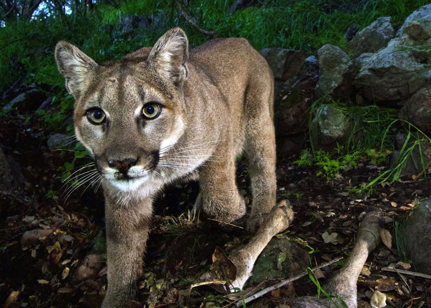 California's mighty predator — the mountain lion — faces 'extinction  vortex' - Los Angeles Times