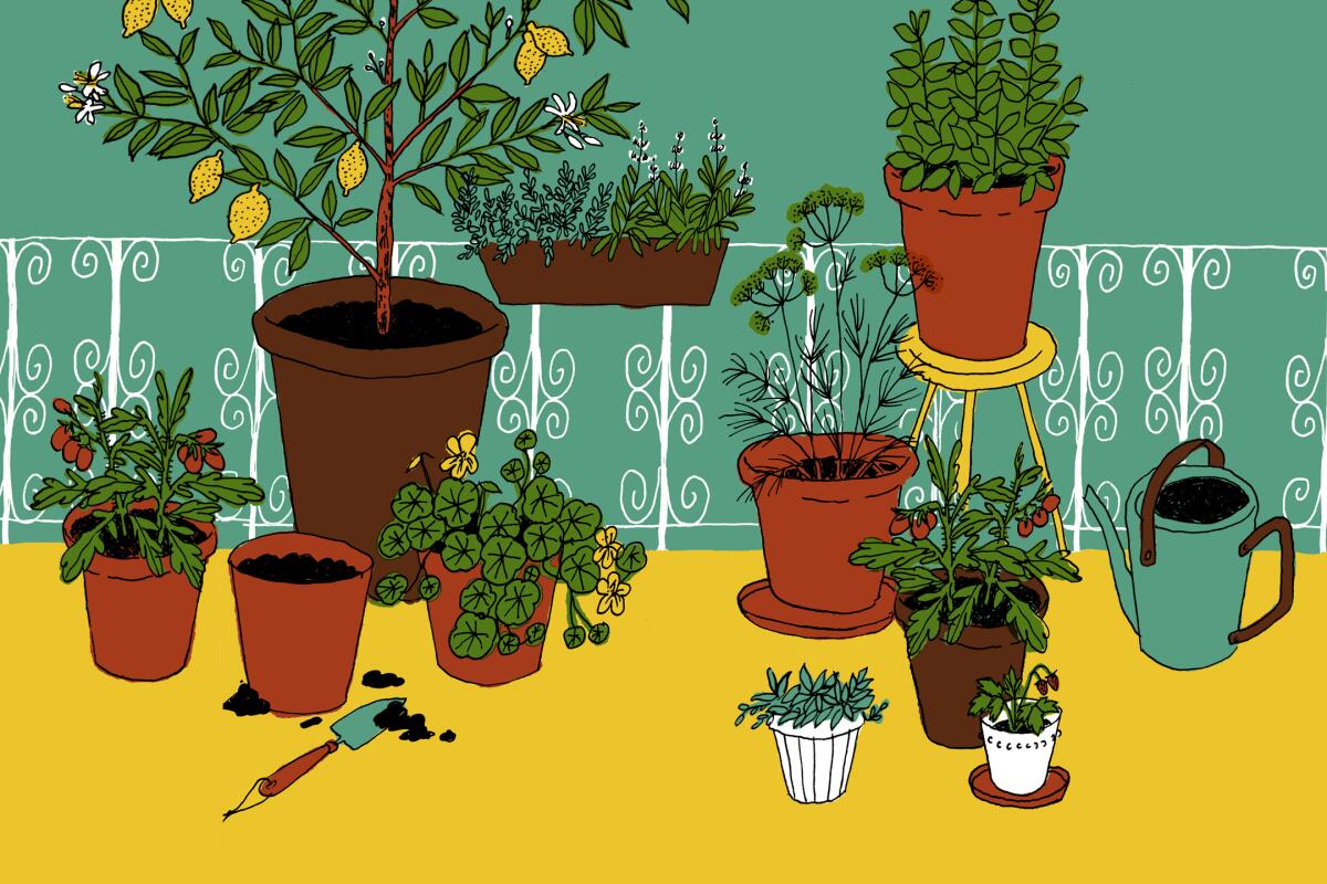 Illustration of various plants in pots on a balcony patio.