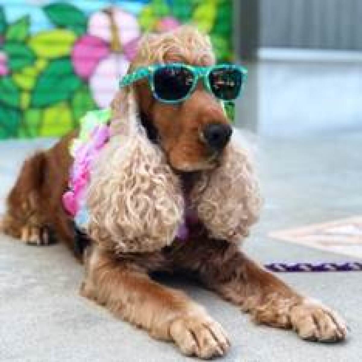 Helen Woodward Animal Center expanded its life-saving transfer program welcoming over 2,000 orphan pets since March.