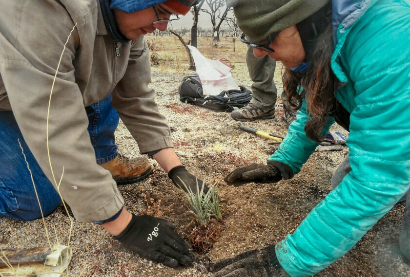 Volunteers around a Joshua tree seedling