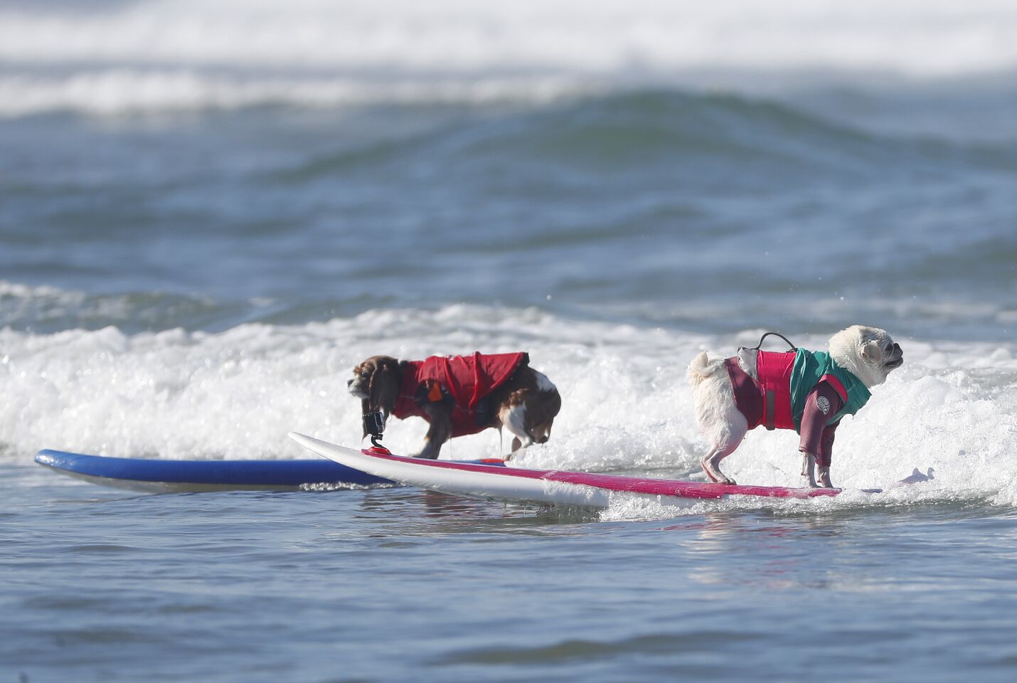 Delilah, left, and Gidget share a wave in the extra small division of the Helen Woodward Animal Center's 16th annual Surf Dog Surf-A-Thon on Sunday.