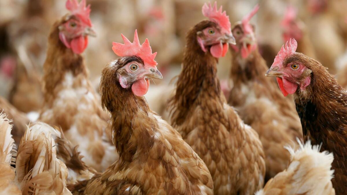 Cage-free egg-laying chickens stand in a fenced pasture on an organic farm in Iowa in 2015.