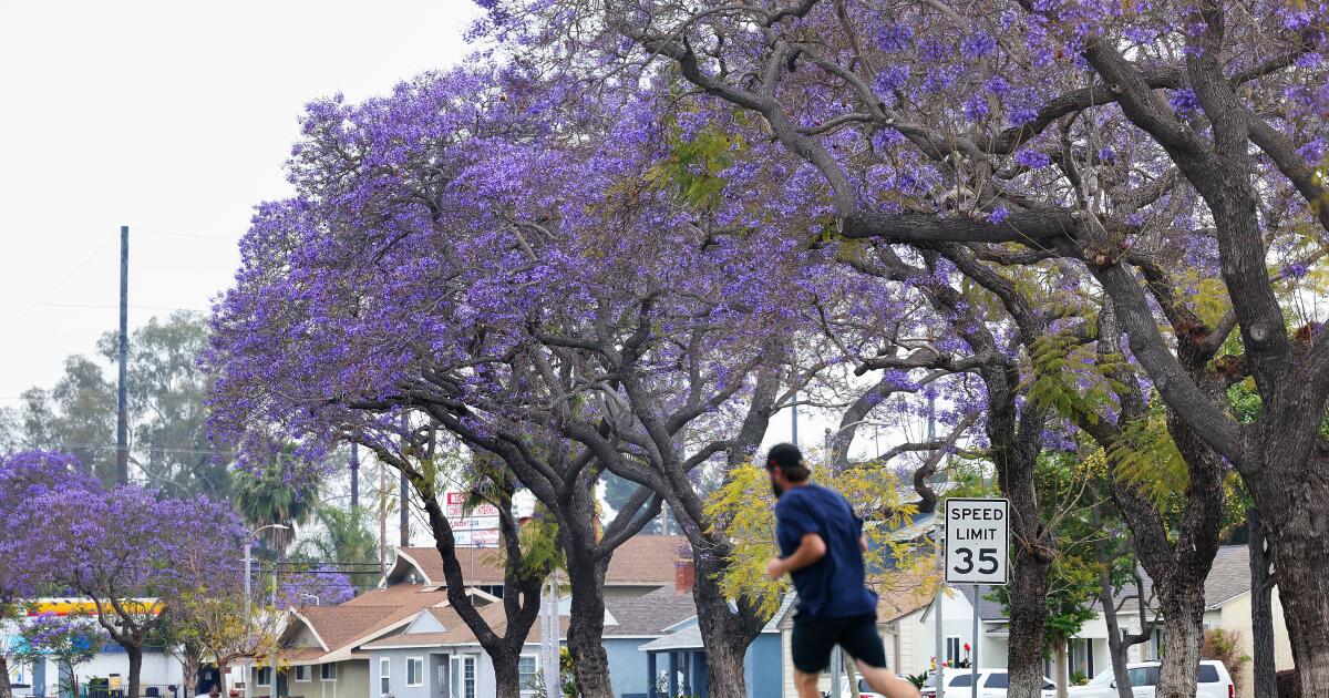 Jacarandas are blooming now in L.A., but why are some lagging behind the purple party?