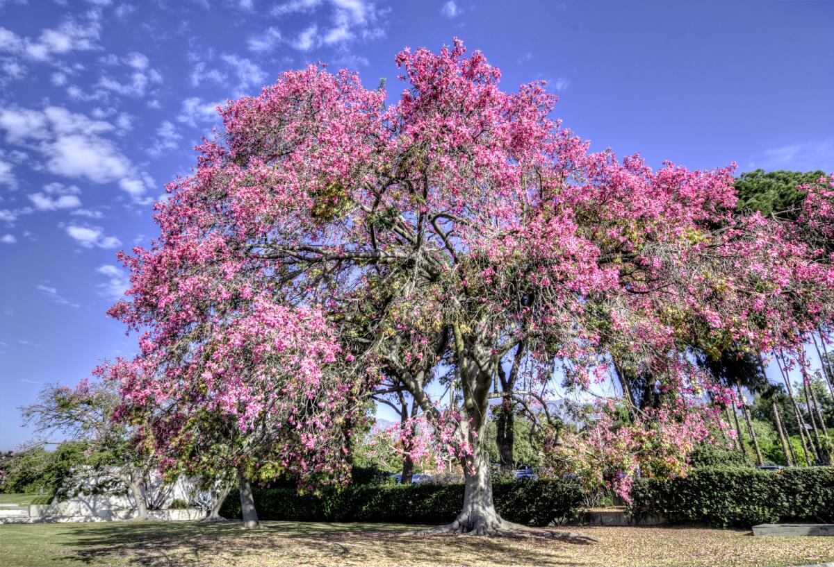 A silk floss tree in bloom at Los Angeles County Arboretum