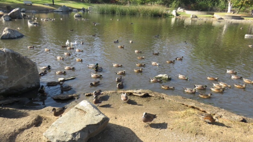 Feeding the ducks at Webb Lake commercial bird feed can lead to a disruption of the ecosystem, experts say.
