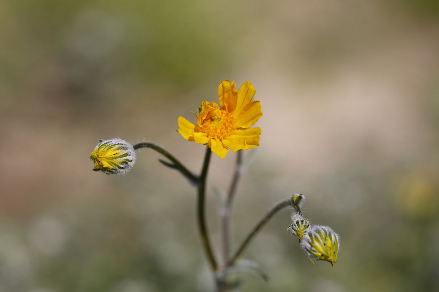 Anza-Borrego Desert wildflowers