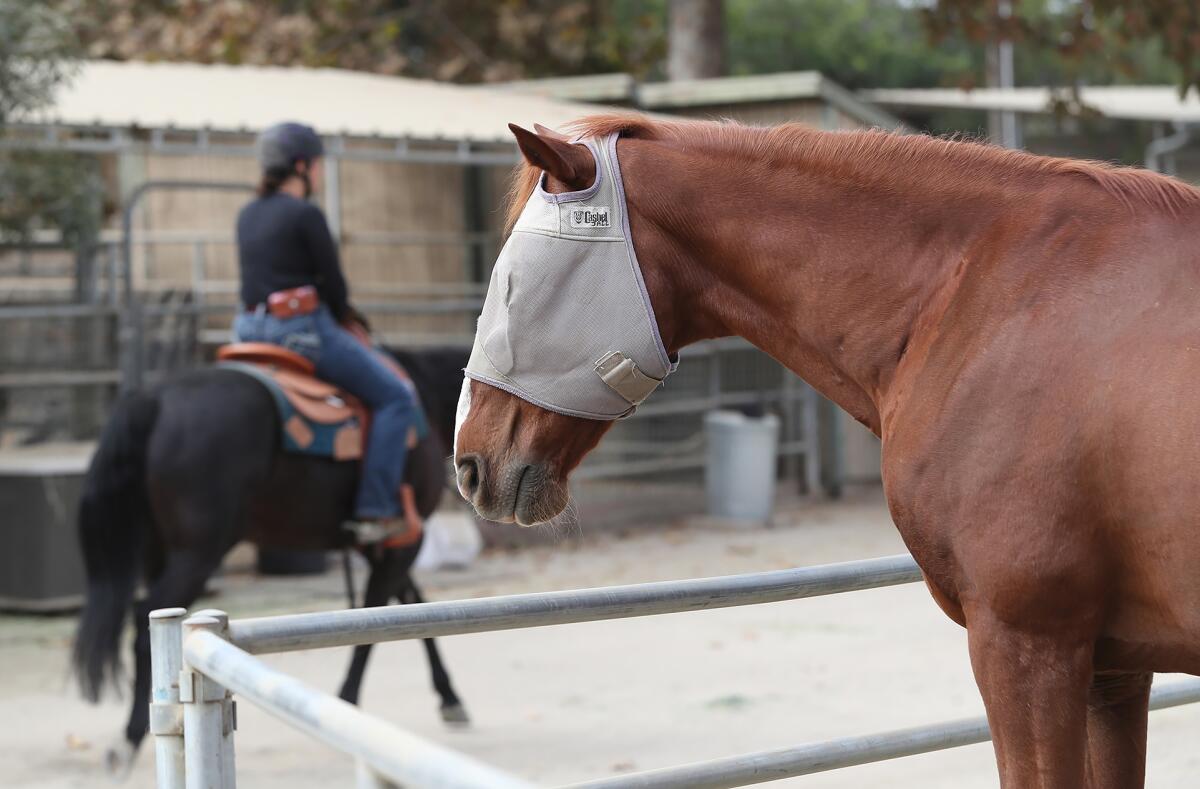 An evacuated horse wearing protective eye gear, known as a fly mask, at Serrano Creek Ranch in Lake Forest.